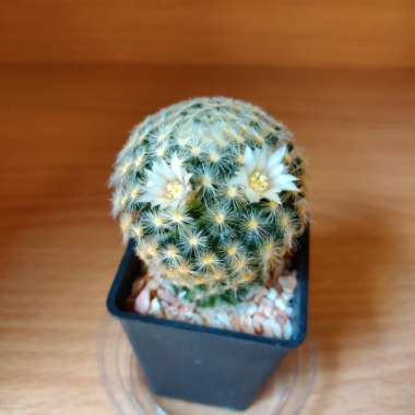 Mammillaria schiedeana