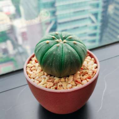 Astrophytum Asterias