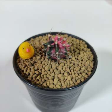 Gymnocalycium mihanovichii (Graft)