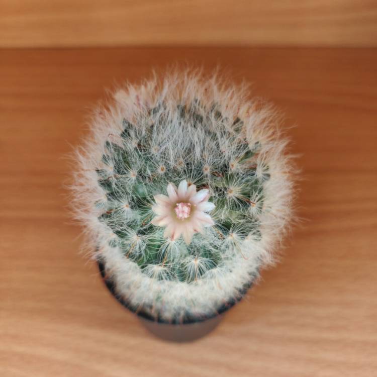 Plant image Mammillaria bocasana