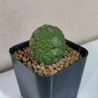 Pseudolithos Migiurtinus