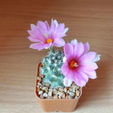 Mammillaria schumannii