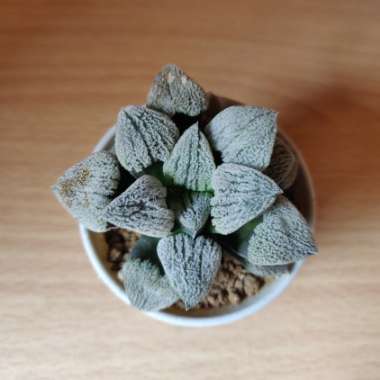 Haworthia Pygmaea var. Pygmaea