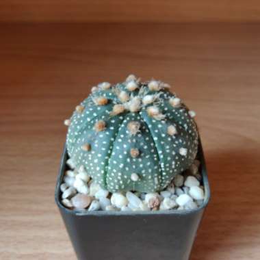 Astrophytum Asterias