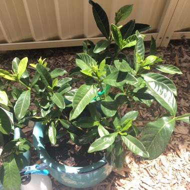 Gardenia jasminoides 'Magnifica'