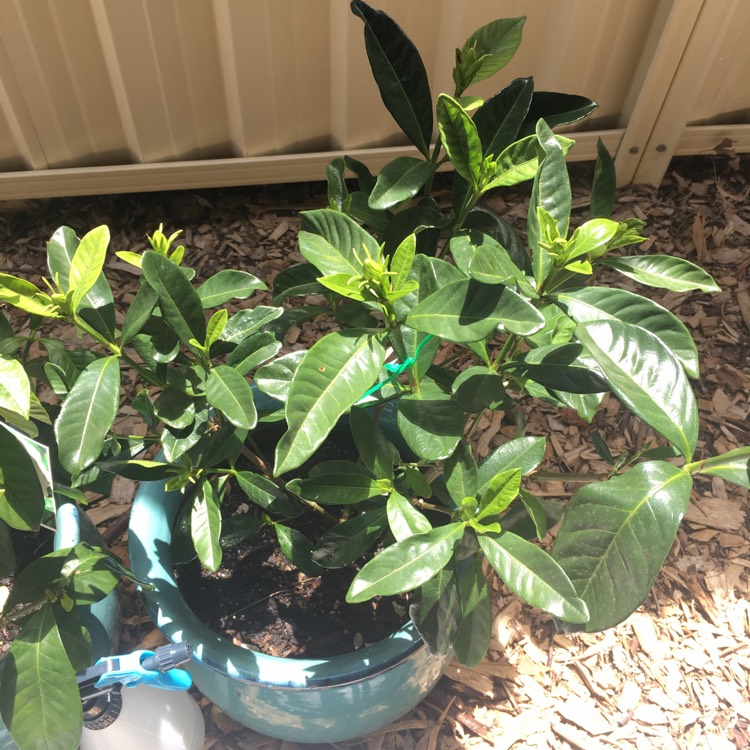 Plant image Gardenia augusta 'Florida'