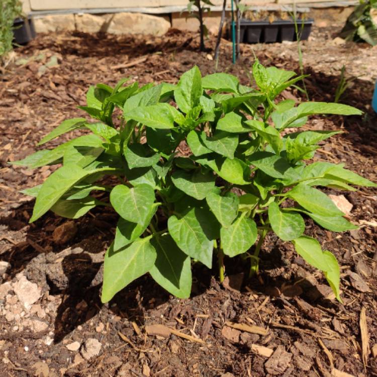 Plant image Capsicum 'Redskin'