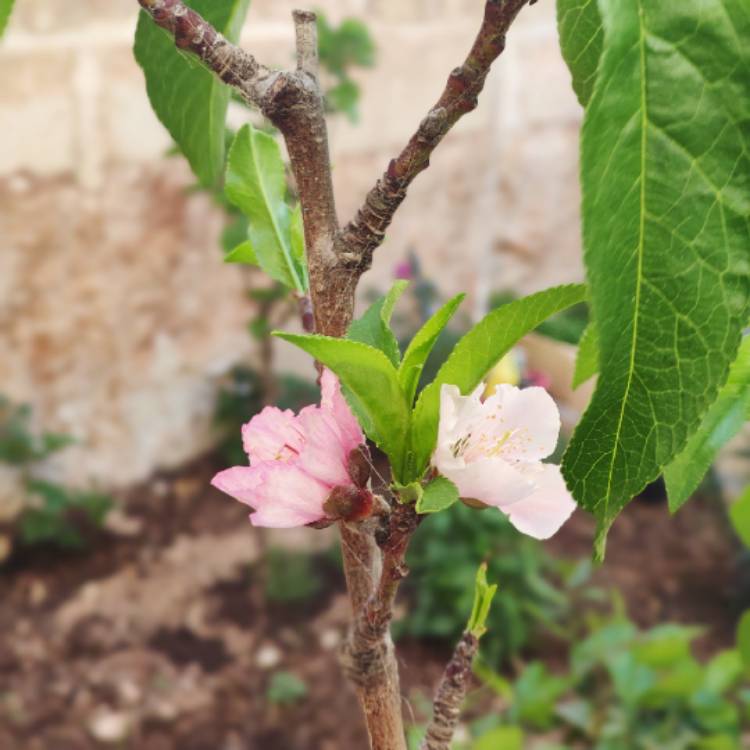 Plant image Prunus persica var. nectarina