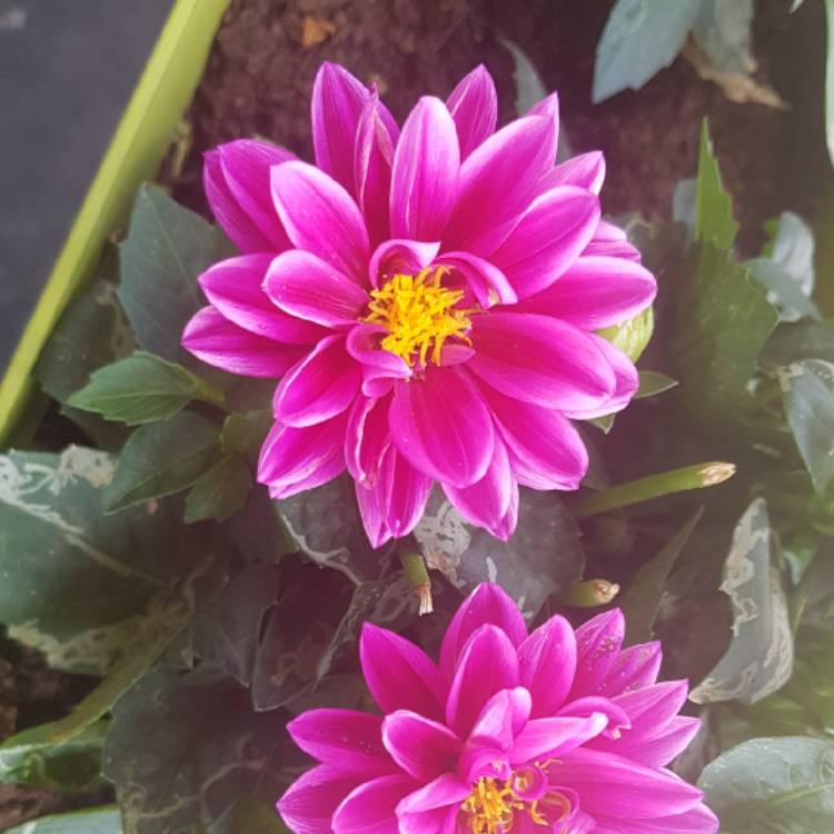 Plant image Dahlia 'Le Baron'