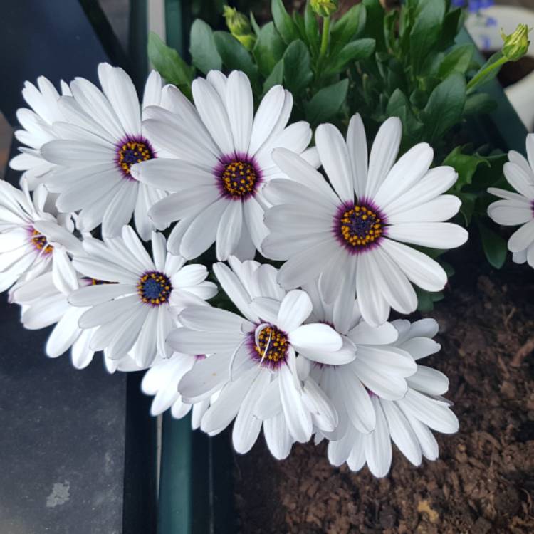 Plant image Osteospermum 'Flowerpower Ice White'