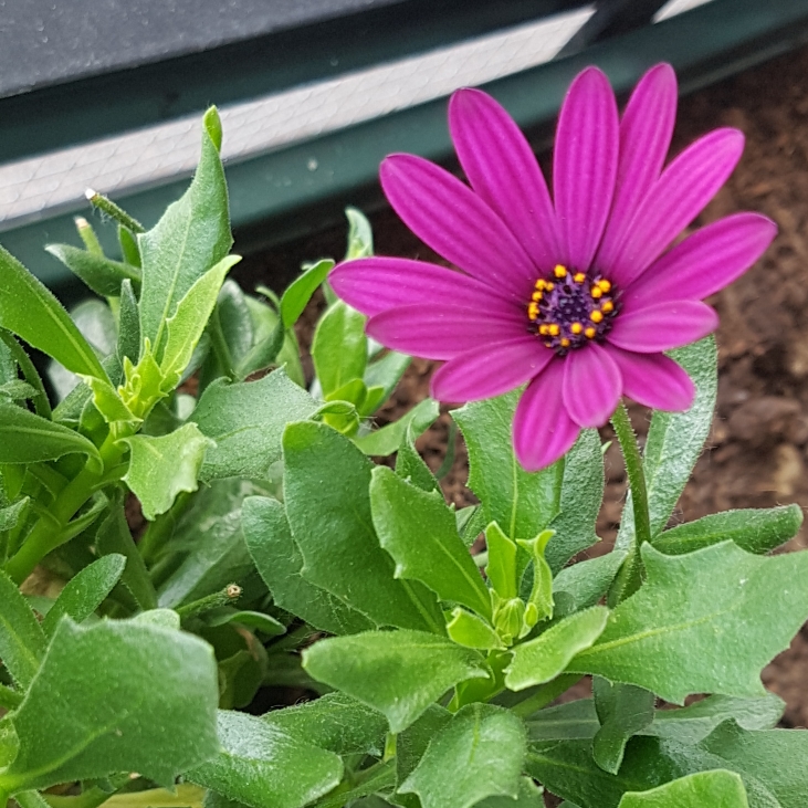 Plant image Osteospermum Ecklonis 'Erato Violet'