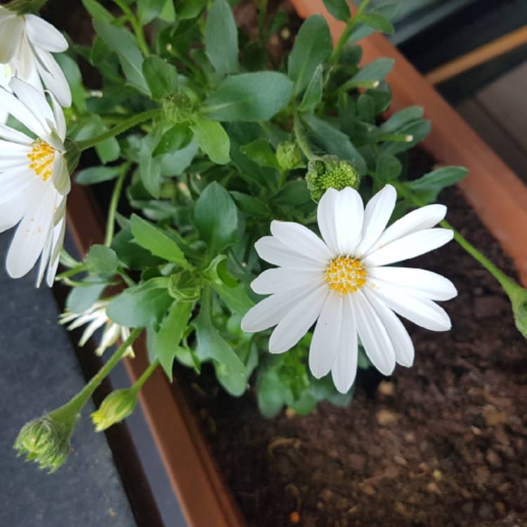 Plant image Osteospermum 'Snow Pixie'