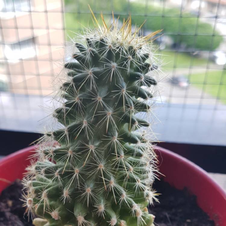 Plant image Mammillaria pilcayensis