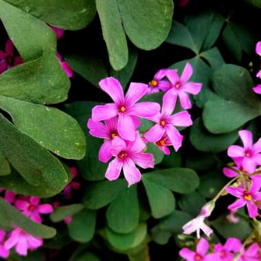 Wood Sorrel 'Festival'