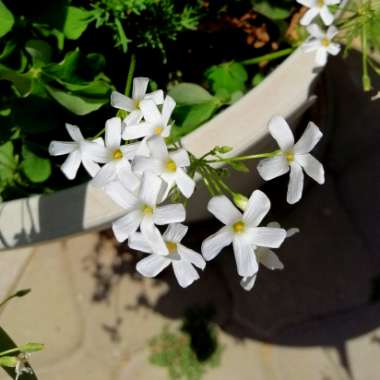 White Wood Sorrel