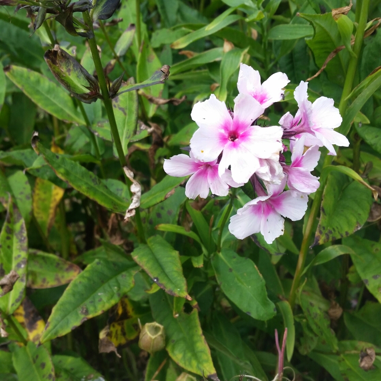 Plant image Phlox paniculata 'Adessa Pink Star' (Adessa Series)