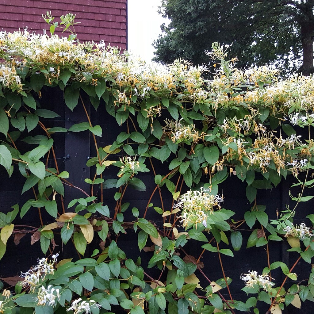 European Honeysuckle