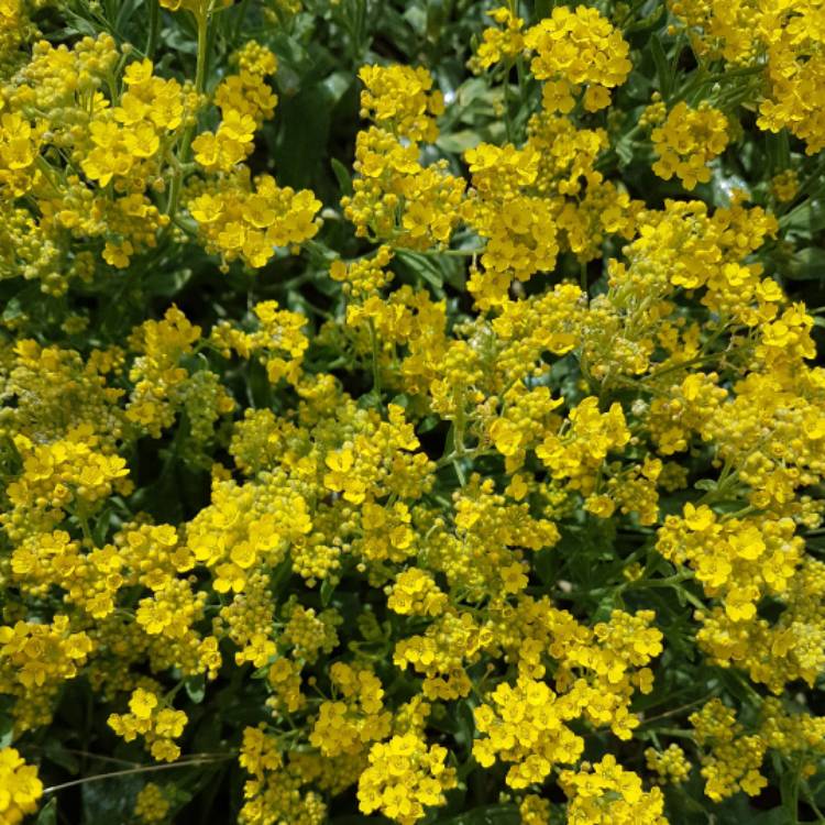 Plant image Aurinia saxatilis  syn. Alyssum saxatile