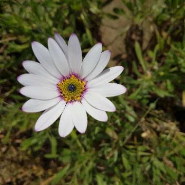 Osteospermum 'Snow Pixie'