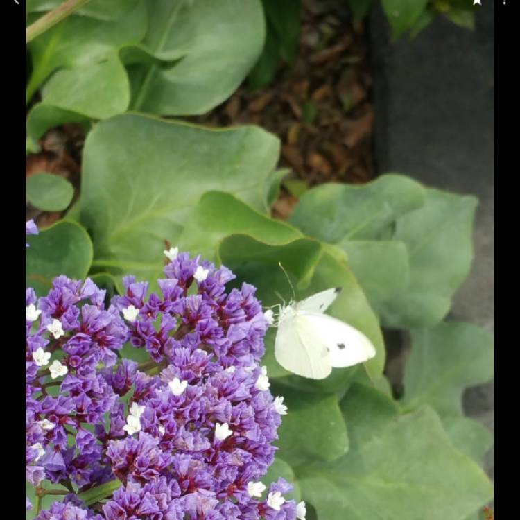 Plant image Limonium peregrinum