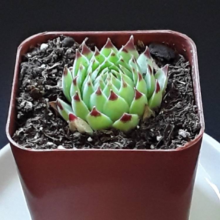 Plant image Sempervivum Reinhardt