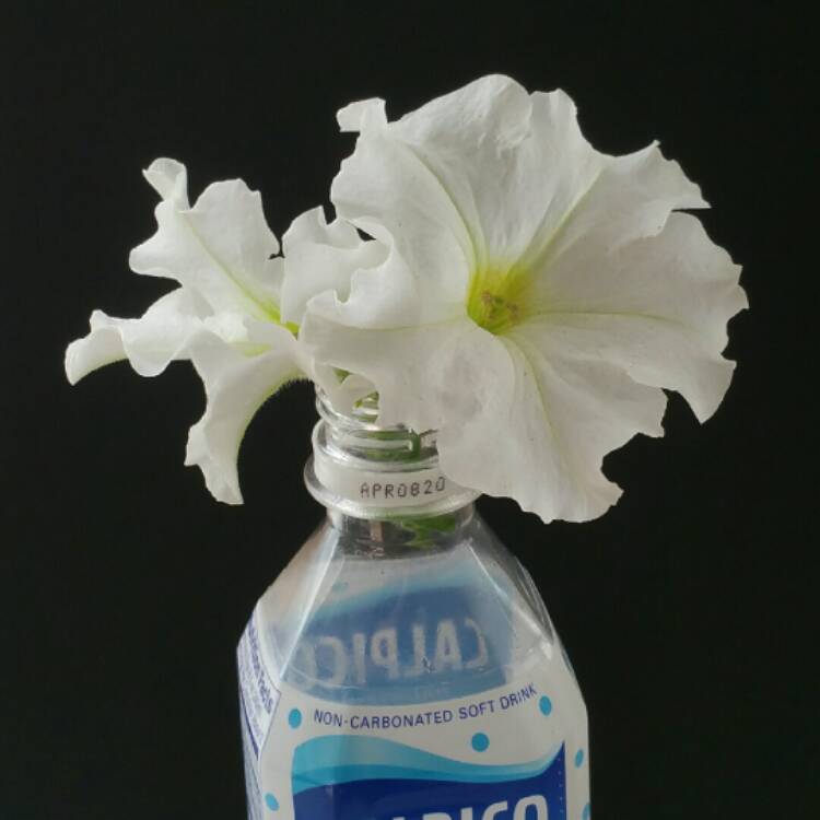 Plant image Petunia 'SunPassion™ White'