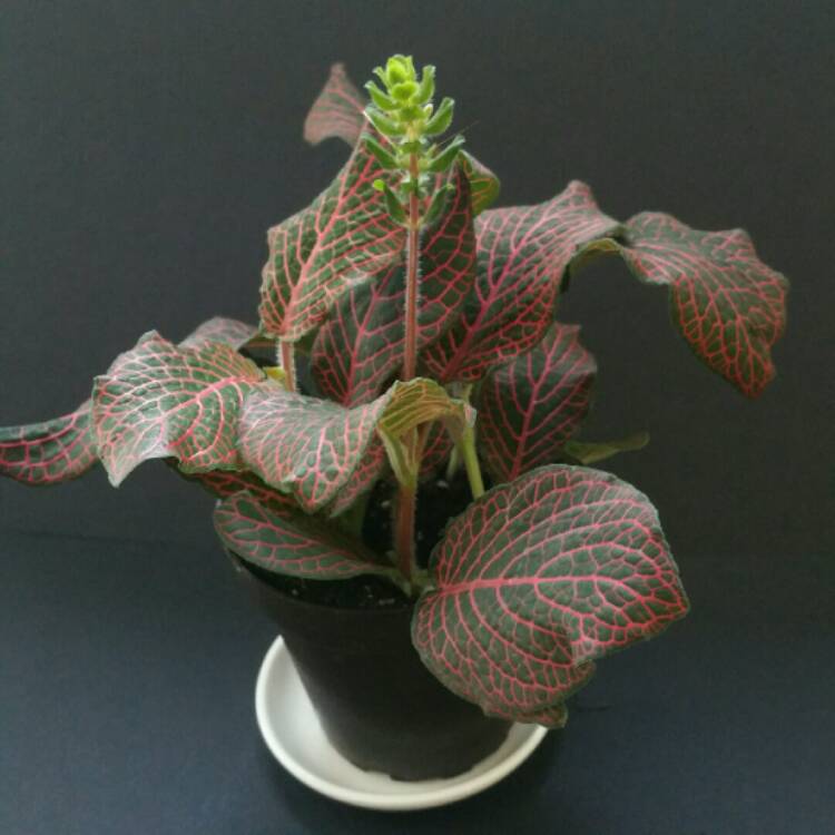 Plant image Fittonia argyroneura 'Red Anne'