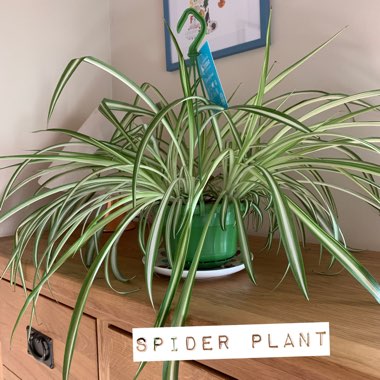 Spider Plant 'Vittatum'