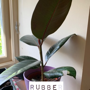 Rubber Tree 'Burgundy'