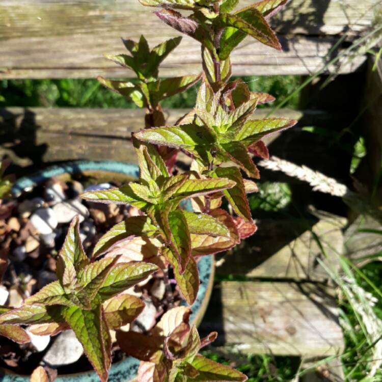 Plant image Solenostemon scutellarioides 'Chocolate Mint'