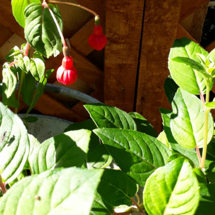 Plant image Fuchsia 'Autumnale'