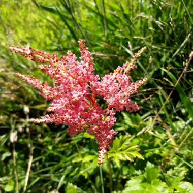 False Spiraea