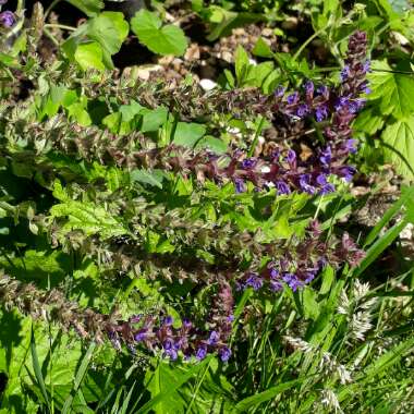 Salvia 'Mystic Spires'