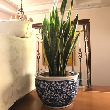 Sansevieria trifasciata