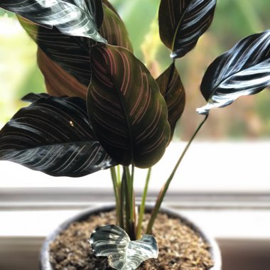 Calathea Ornata syn. Calathea Ornata 'Sanderiana' syn. Goeppertia majestica 'Sanderiana'