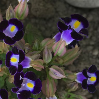 Torenia fournieri