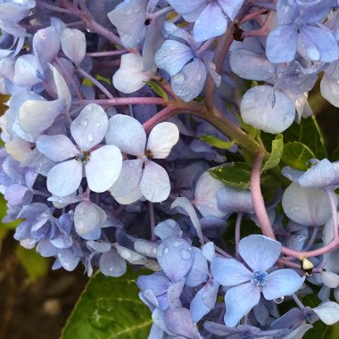 Hydrangea