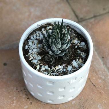 Haworthia Fasciata 'Big Band'