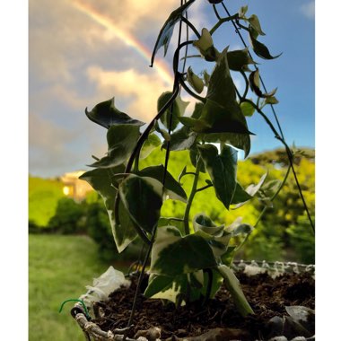 Hedera helix 'Cavendishii' syn. 'Marginata Minor'