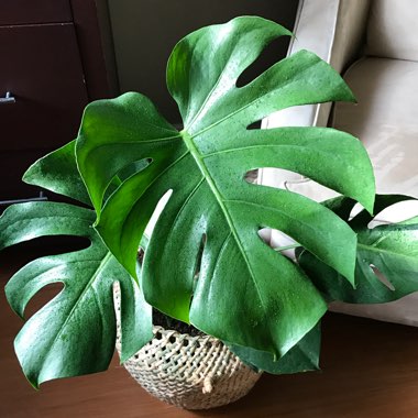 Monstera deliciosa