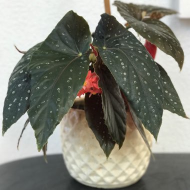 Begonia (Cane Stemmed)