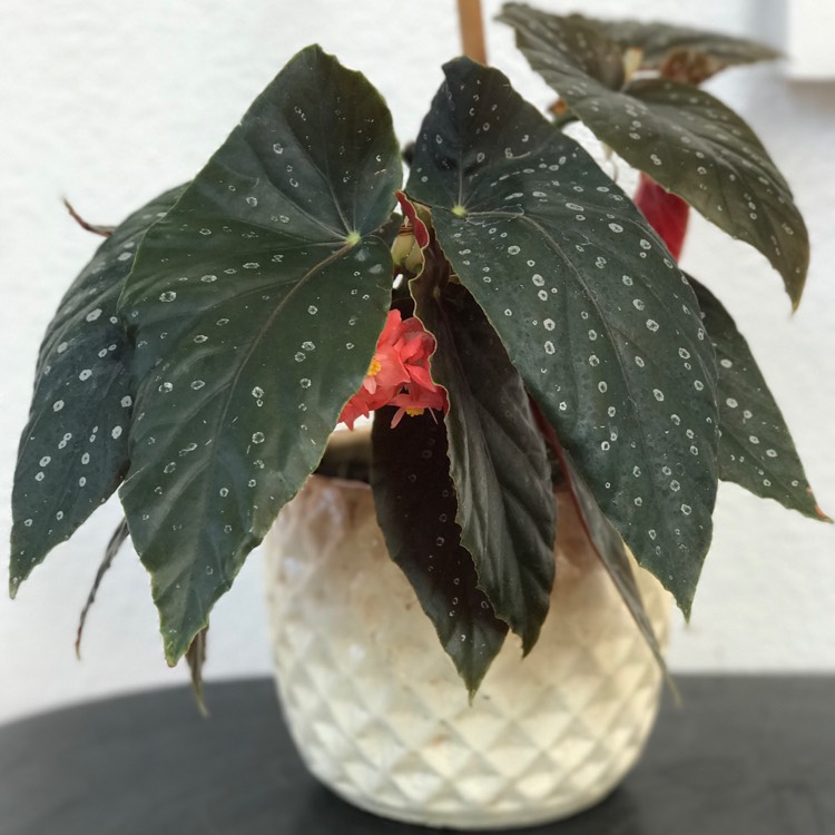 Plant image Begonia (Cane Stemmed)