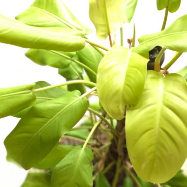 Philodendron 'Lemon Lime' syn. Philodendron x domesticum 'Lemon Lime'