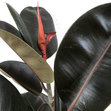 Ficus elastica 'Burgundy' syn. Ficus elastica 'Black Prince'