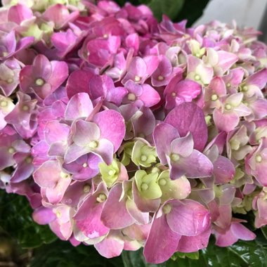 Hydrangea