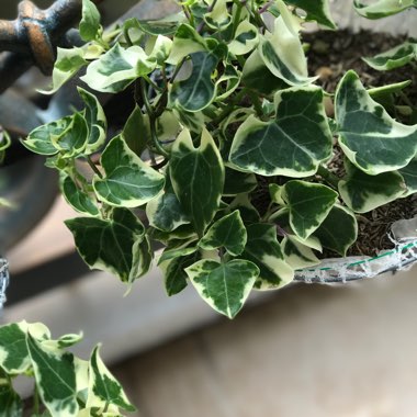 Hedera helix 'Cavendishii' syn. 'Marginata Minor'