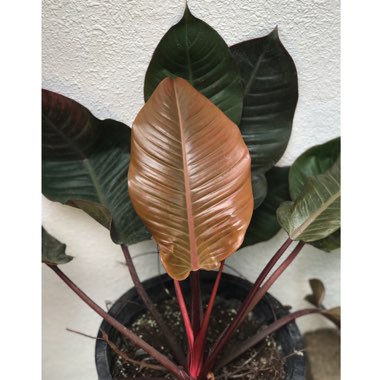 Philodendron 'Black Cardinal' syn. Philodendron erubescens 'Black Cardinal'