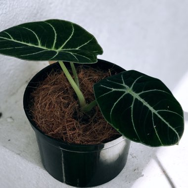 Alocasia reginula