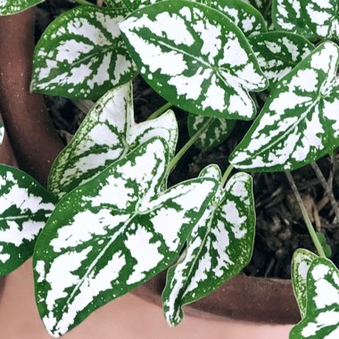 Caladium humboldtii 'Mini White'