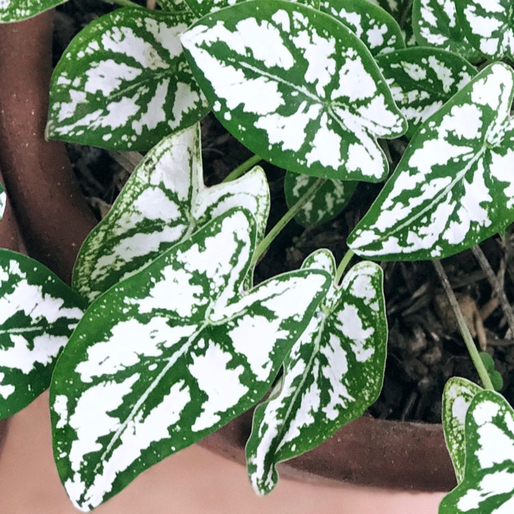 Plant image Caladium humboldtii 'Mini White'